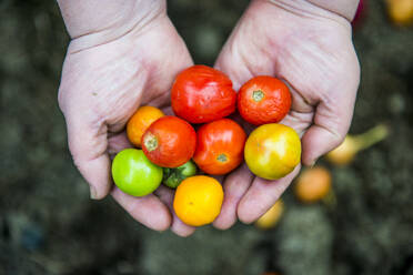 Nahaufnahme von Händen, die eine Vielzahl von Tomaten halten - BLEF13157