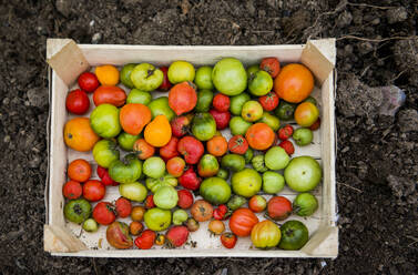 Nahaufnahme einer Kiste mit verschiedenen Tomatensorten - BLEF13159