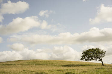 Tree growing in rural field - BLEF13167