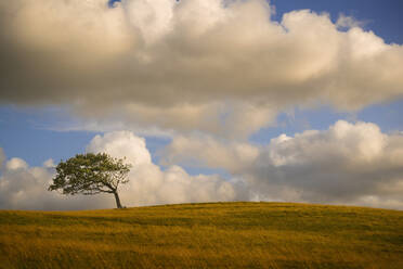 Bent tree on rolling hills in rural landscape - BLEF13204