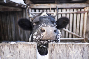 Nahaufnahme einer Kuh mit gefrorenen Schnurrhaaren, die über den Zaun blickt - BLEF13386