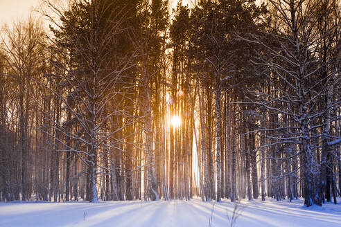 Die Sonne scheint durch die Bäume im verschneiten Wald - BLEF13401