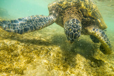 Close up of sea turtle swimming underwater - BLEF13433