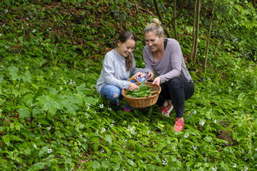 Mother and daughter picking wild garlic - LBF02647