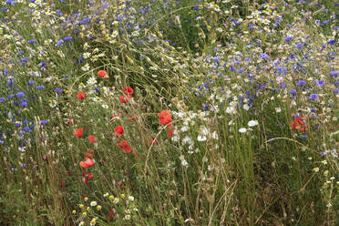 High angle view of various flowers growing on land - JTF01276