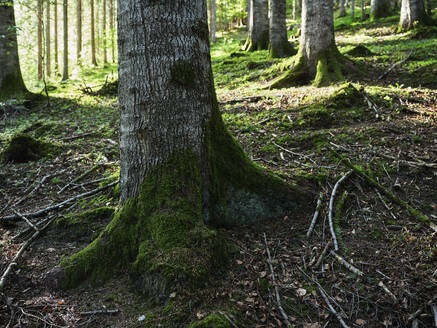 Baumstämme in einem Mischwald, Kolsass, Tirol, Österreich - CVF01430