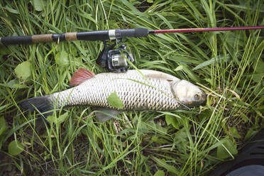 Close up of fish and fishing pole on grass - BLEF13458