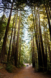 Schotterweg durch Bäume im Wald - BLEF13645