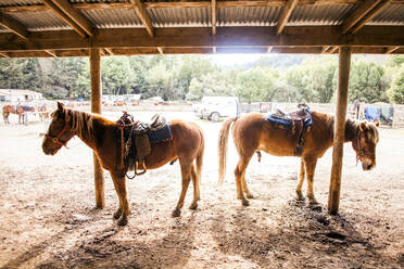 Pferde auf einer Ranch unter einem Vordach - BLEF13649