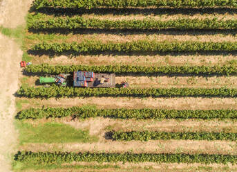 Luftaufnahme von Landwirten, die einen Traktor mit Weintrauben auf einem Weinberg beladen, Griechenland. - AAEF00292