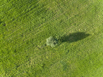Luftaufnahme eines Baumes auf einer landwirtschaftlichen Fläche in der Region Karditsa, Griechenland - AAEF00568