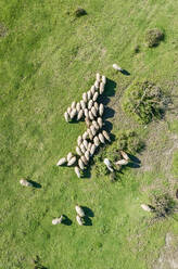 Luftaufnahme einer Schafherde in der schönen Region Karditsa, Griechenland - AAEF00590