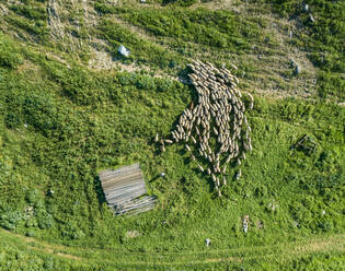 Luftaufnahme einer Schafherde mit einem Hirten in der schönen Region Karditsa in Griechenland - AAEF00591