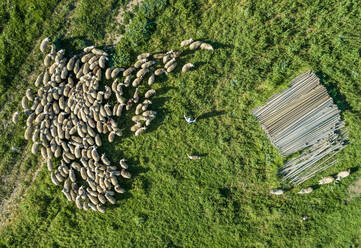 Luftaufnahme einer Schafherde mit einem Hirten in der schönen Region Karditsa in Griechenland - AAEF00592