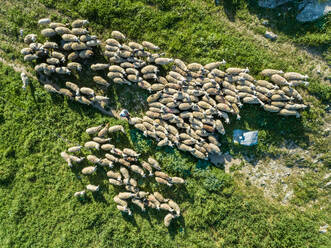 Luftaufnahme einer Schafherde mit einem Hirten in der schönen Region Karditsa in Griechenland - AAEF00593