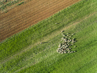 Luftaufnahme eines Hirten und einer weidenden Schafherde in der schönen Region Karditsa, Griechenland - AAEF00599