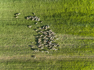 Luftaufnahme eines Hirten und einer weidenden Schafherde in der schönen Region Karditsa, Griechenland - AAEF00600