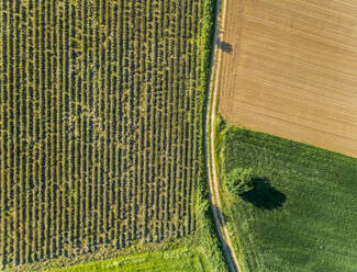 Ariel view of agricultural fields at beautiful Karditsa region in Greece - AAEF00602