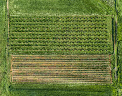 Luftaufnahme von landwirtschaftlichen Feldern in der schönen Region Karditsa in Griechenland - AAEF00603