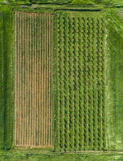 Aerial view of agricultural fields at beautiful Karditsa region in Greece - AAEF00604
