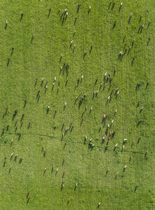 Aerial view of herd of cows in a pasture at Karditsa region, Greece - AAEF00606