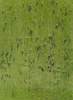 Luftaufnahme einer Kuhherde auf einer Weide in der Region Karditsa, Griechenland - AAEF00606