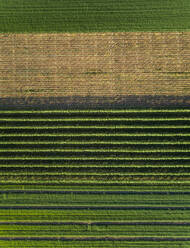 Aerial view of agricultural fields at beautiful Karditsa region in Greece - AAEF00608