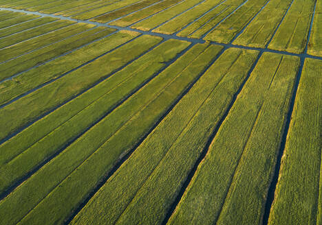 Luftaufnahme von landwirtschaftlichen Feldern mit Kanal in der Landschaft von Vinkeveen, Niederlande. - AAEF00681