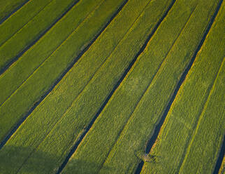 Aerial view of farming fields with canal in the countryside of Vinkeveen, the Netherlands. - AAEF00682