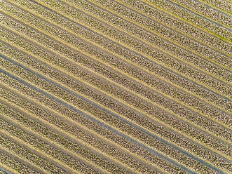 Aerial view of rows of beautiful tulip flowers at Keukenhof botanical garden in Lisse, Netherlands - AAEF00686