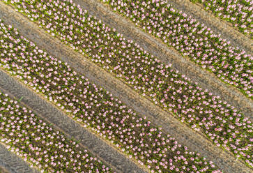 Luftaufnahme von Reihen wunderschöner Tulpenblüten im botanischen Garten Keukenhof in Lisse, Niederlande - AAEF00688