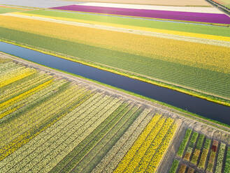 Erstaunliche Luftaufnahme von bunt blühenden Tulpenfeldern in Lisse, Niederlande - AAEF00689