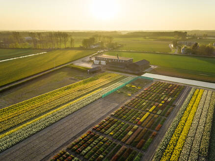 Aerial view of colorful tulip fields at sunset in Lisse, Netherlands - AAEF00690