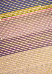 Luftaufnahme von erstaunlichen Blumenfeldern in Lisse, Niederlande - AAEF00697