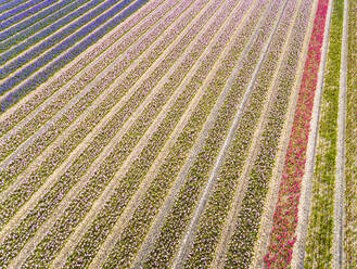 Luftaufnahme von Reihen wunderschöner Tulpenblüten im botanischen Garten Keukenhof in Lisse, Niederlande - AAEF00700