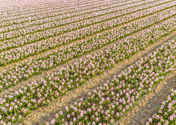 Luftaufnahme von Reihen wunderschöner Tulpenblüten im botanischen Garten Keukenhof in Lisse, Niederlande - AAEF00702