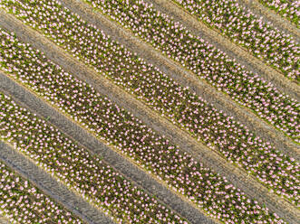 Luftaufnahme von Reihen wunderschöner Tulpenblüten im botanischen Garten Keukenhof in Lisse, Niederlande - AAEF00703