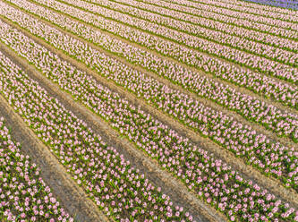 Luftaufnahme von Reihen wunderschöner Tulpenblüten im botanischen Garten Keukenhof in Lisse, Niederlande - AAEF00704