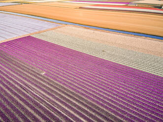 Erstaunliche Luftaufnahme von bunt blühenden Tulpenfeldern in Lisse, Niederlande - AAEF00706