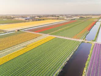 Luftaufnahme der wunderschönen Tulpenfelder in Lisse, Niederlande - AAEF00707