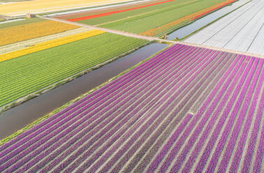 Erstaunliche Luftaufnahme von bunt blühenden Tulpenfeldern in Lisse, Niederlande - AAEF00711