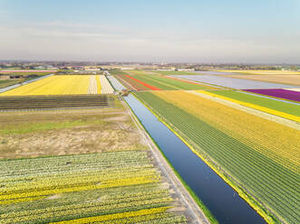 Luftaufnahme der wunderschönen bunten Tulpenfelder in Lisse, Niederlande - AAEF00712