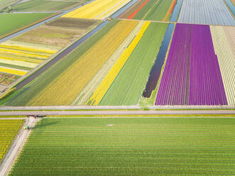 Erstaunliche Luftaufnahme von bunt blühenden Tulpenfeldern in Lisse, Niederlande - AAEF00716