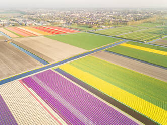 Luftaufnahme von erstaunlich bunt blühenden Blumenfeldern in Lisse, Niederlande - AAEF00717