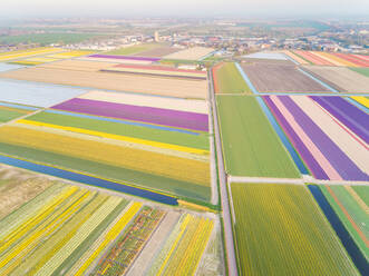 Luftaufnahme von erstaunlich bunt blühenden Blumenfeldern in Lisse, Niederlande - AAEF00721