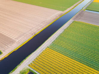 Luftaufnahme eines Kanals inmitten der wunderschönen Tulpenfelder des Keukenhofs in Lisse, Niederlande - AAEF00724