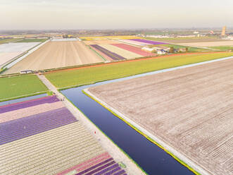 Erstaunliche Luftaufnahme der schönen bunten Tulpenfelder in Lisse, Niederlande - AAEF00725