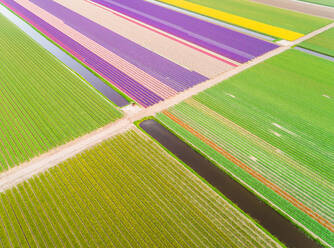 Erstaunliche Luftaufnahme von bunt blühenden Tulpenfeldern in Lisse, Niederlande - AAEF00726