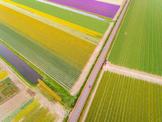 Luftaufnahme einer asphaltierten Straße, umgeben von wunderschönen bunten Tulpenfeldern in Lisse, Niederlande - AAEF00727