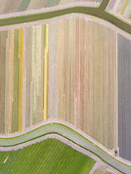 Aerial view of tulips fields in the Netherlands. - AAEF00810